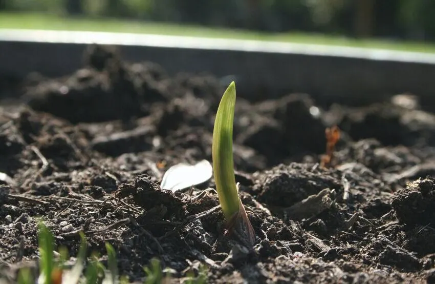 Decalcify watering water for garden irrigation with WISY